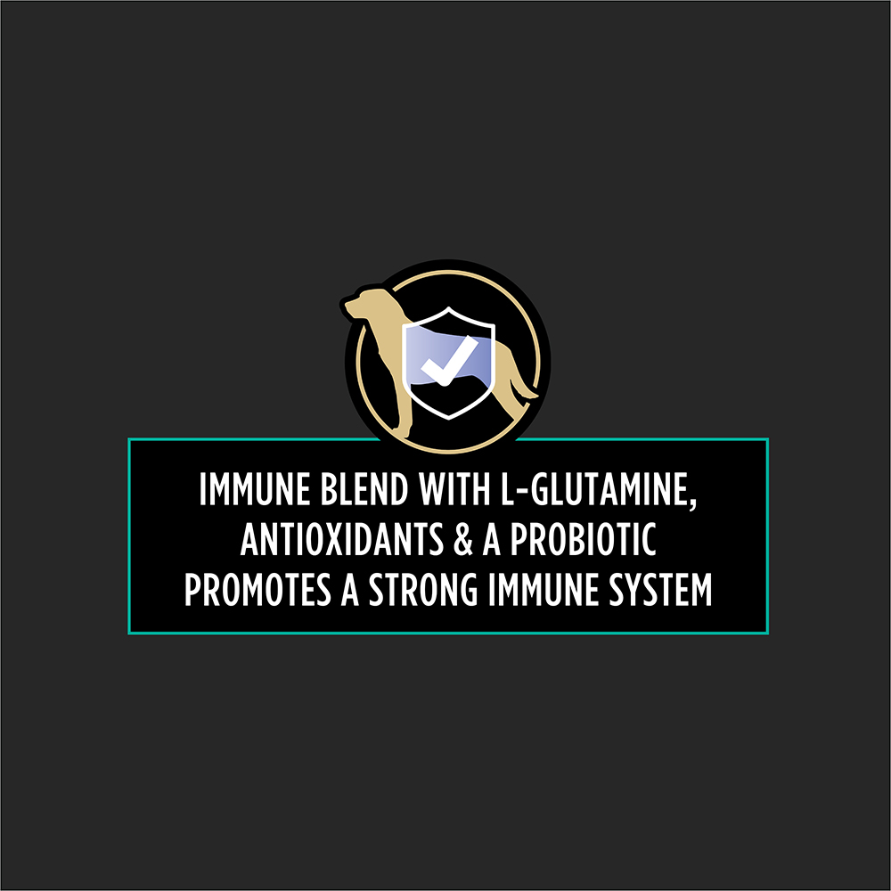 Illustration of a dog with a shield highlighting immune blend with L-Glutamine, antioxidants, and probiotics for strong immune support.