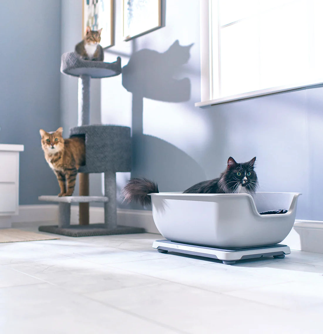 3 cats