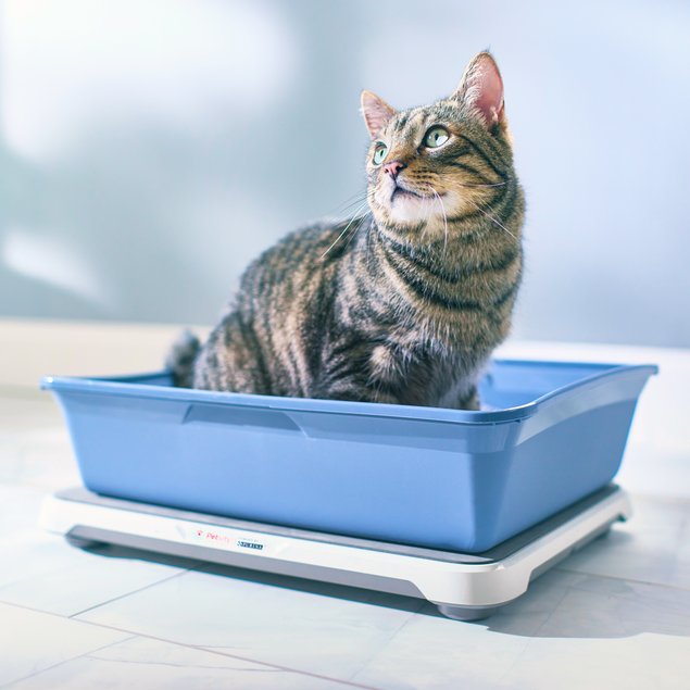 Getting a cat to use litter box online