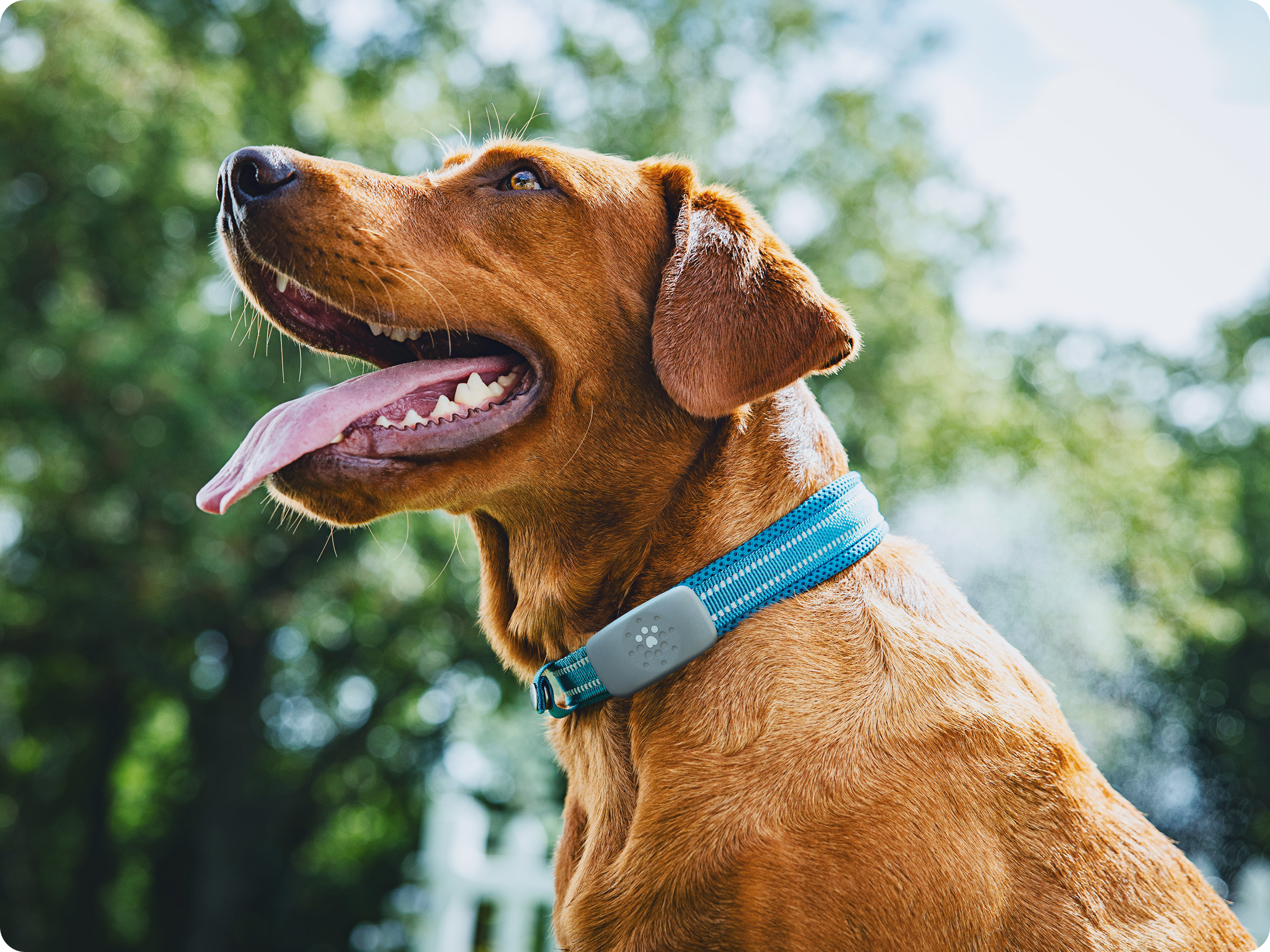 Petivity Smart GPS + Activity Tracker for Dogs