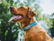 Petivity Smart GPS + Activity Tracker for Dogs