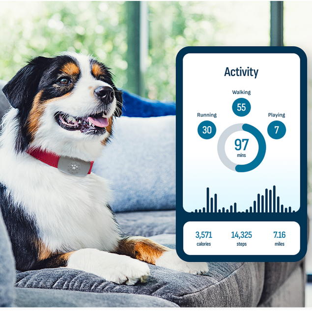 Petivity Smart GPS + Activity Tracker for Dogs