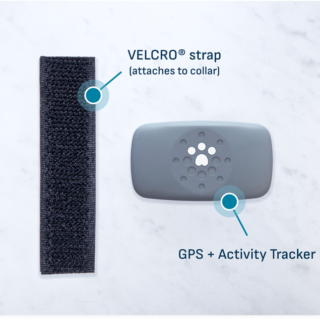 Petivity Smart GPS + Activity Tracker for Dogs
