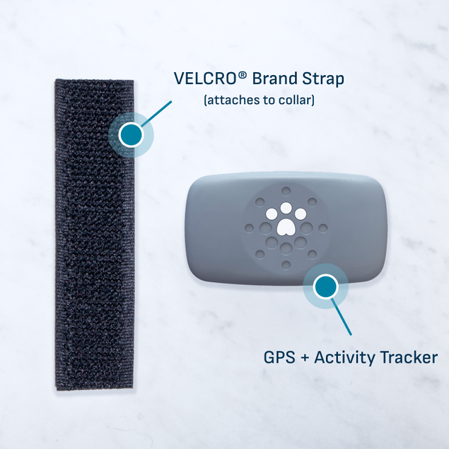 Petivity Smart GPS + Activity Tracker for Dogs