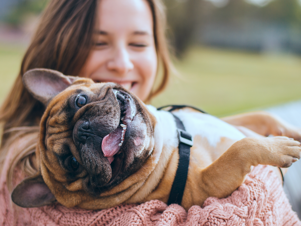 A smiling young woman holding a happy French bulldog wearing a black harness outdoors on a blurred background.
