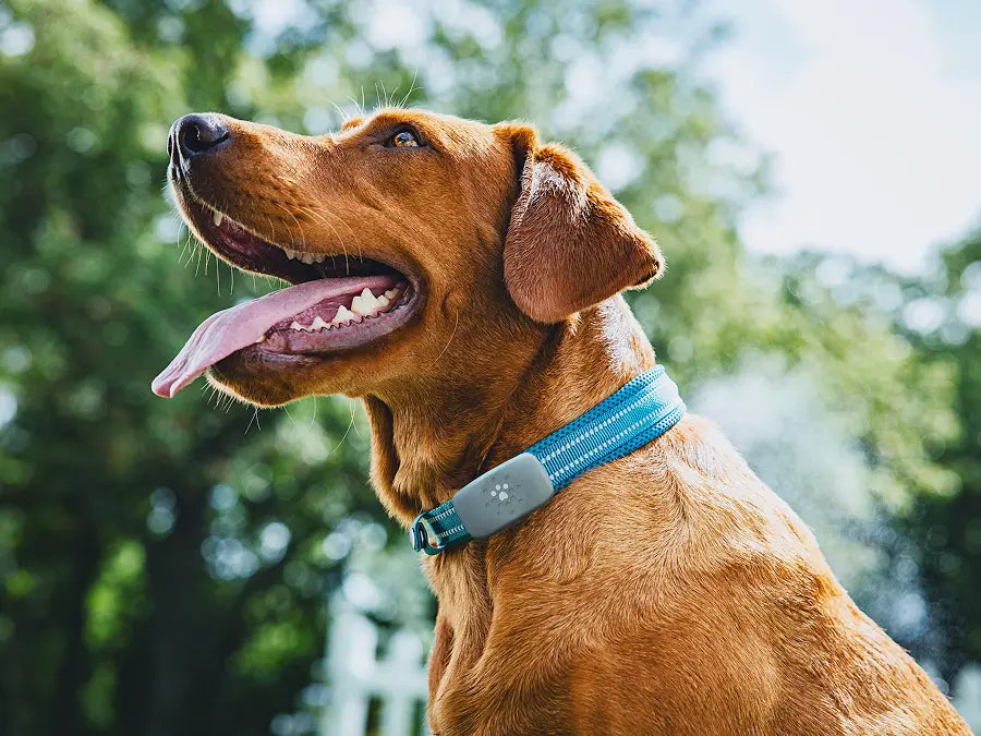 Happy dog wearing a blue lightweight GPS and activity tracker collar outdoors on a sunny day with green trees in the background