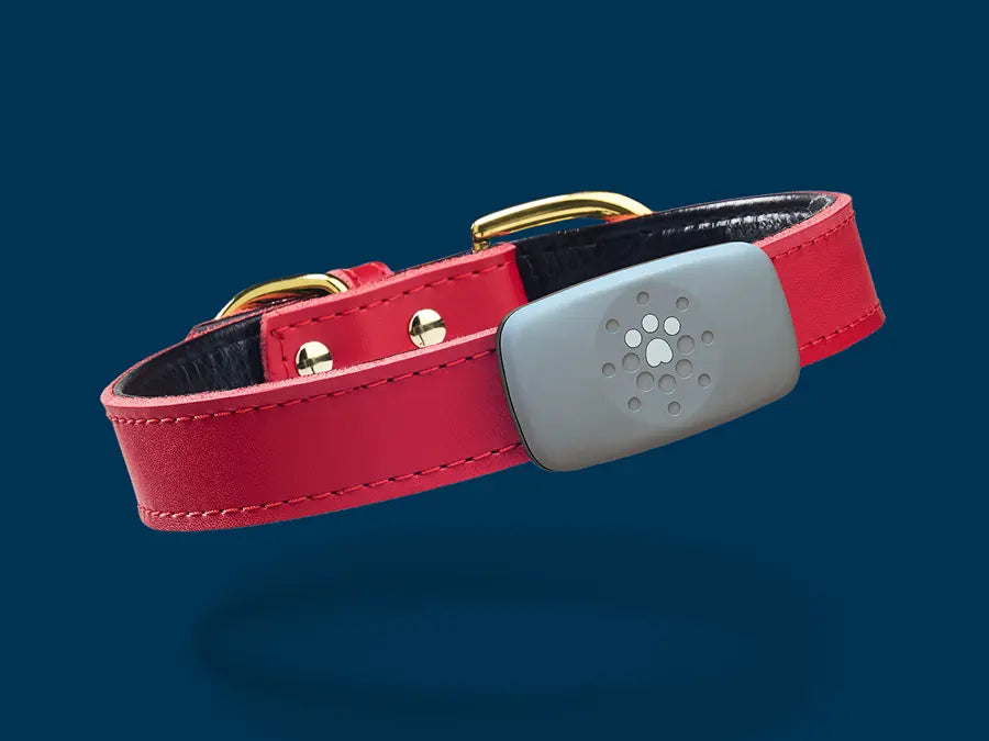 Red dog collar with a sleek gray GPS and activity tracker device against a solid dark blue background