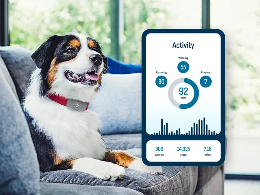 Dog wearing a Petivity Smart GPS and Activity Tracker collar sitting on a couch with activity stats displayed nearby