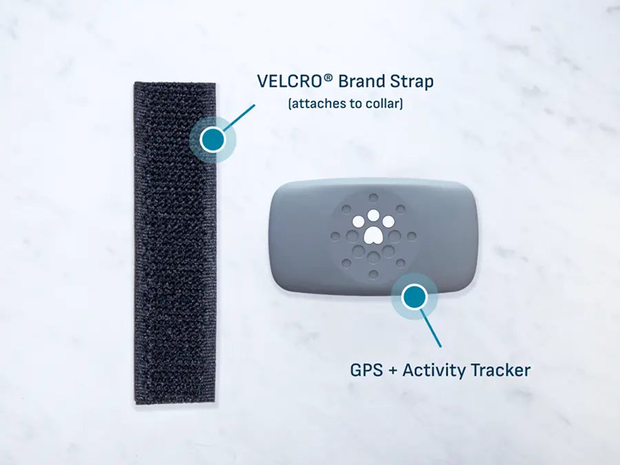 Petivity Smart GPS and activity tracker for dogs shown with a black Velcro strap for collar attachment on a white surface