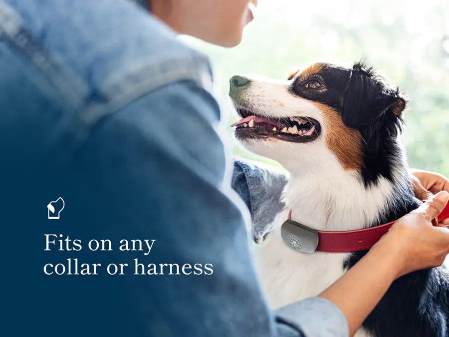 Dog wearing a red collar with Petivity Smart GPS tracker while owner adjusts collar outdoors in natural light