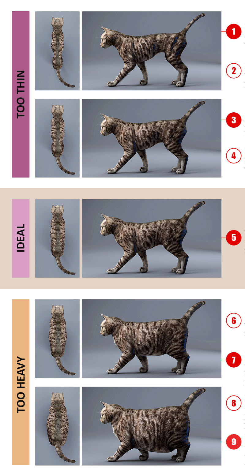 Cat weight chart showing if a cat is underweight, at an ideal weight, overweight, or obese, with top and side views.