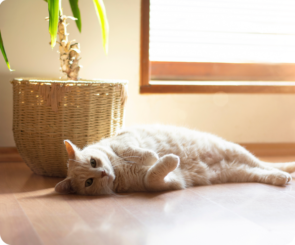 Light orange cat lying on its side on a wooden floor next to a woven basket with sunlight coming through the window.