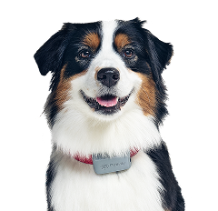 Close-up of a happy black, white, and brown dog wearing a light gray collar with a small tag against a white background.