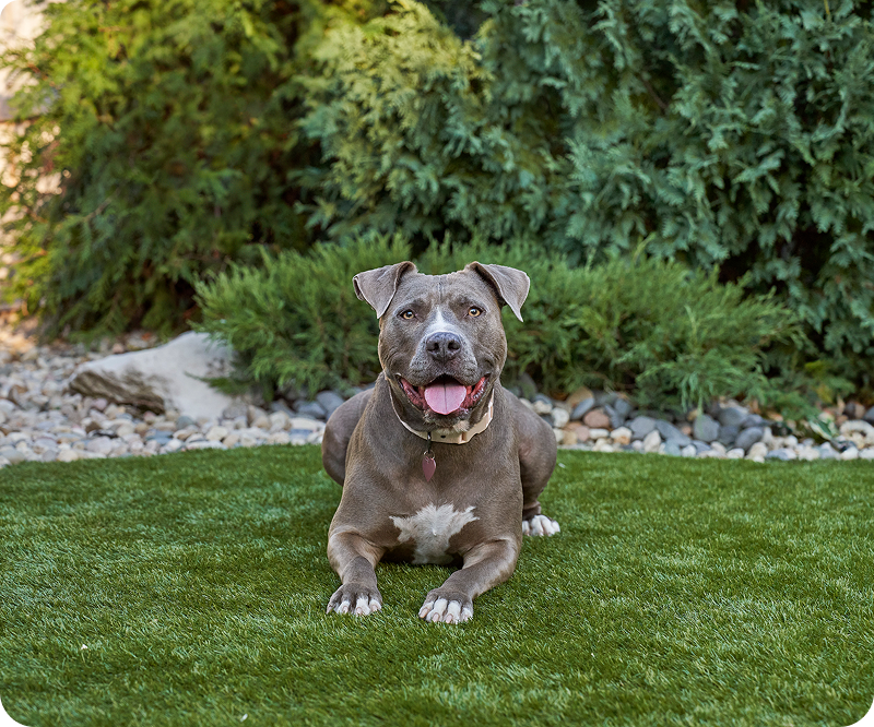 Gray dog with a white chest patch lying on green grass, looking forward with tongue out and a happy expression; bushes and decorative stones in the background.