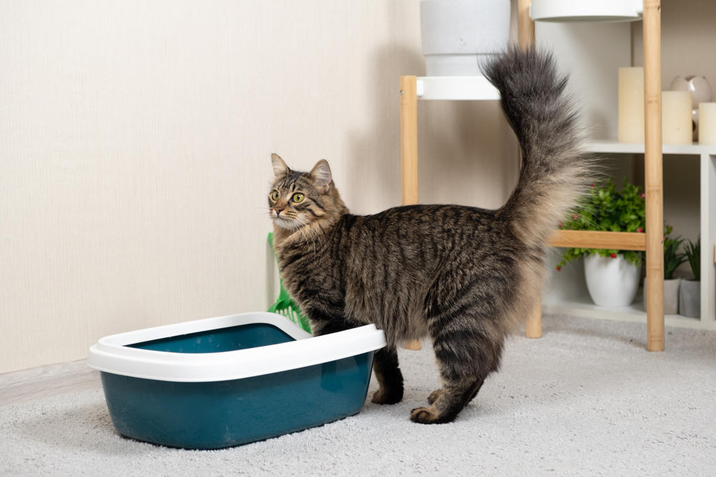 Fluffy tabby cat standing next to a blue and white covered litter box in a bright room with plants and furniture.