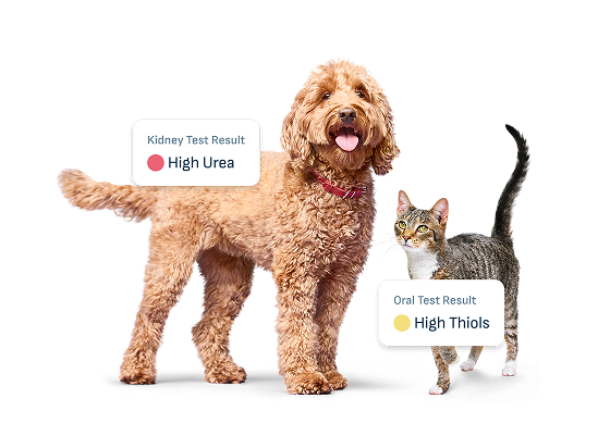 Graphic featuring dog with High Urea Kidney Test Result and cat with High Thiols Oral test result