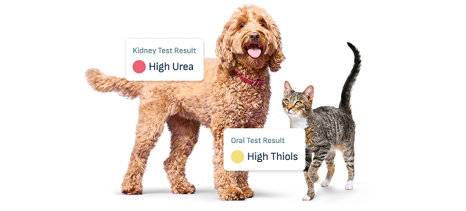 Graphic featuring dog with High Urea Kidney Test Result and cat with High Thiols Oral test result