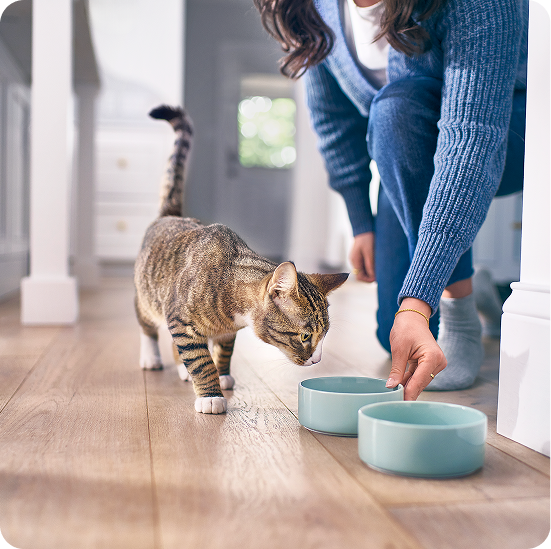 Tabby cat sniffing near a food bowl while a person in a blue sweater places another bowl on the floor.