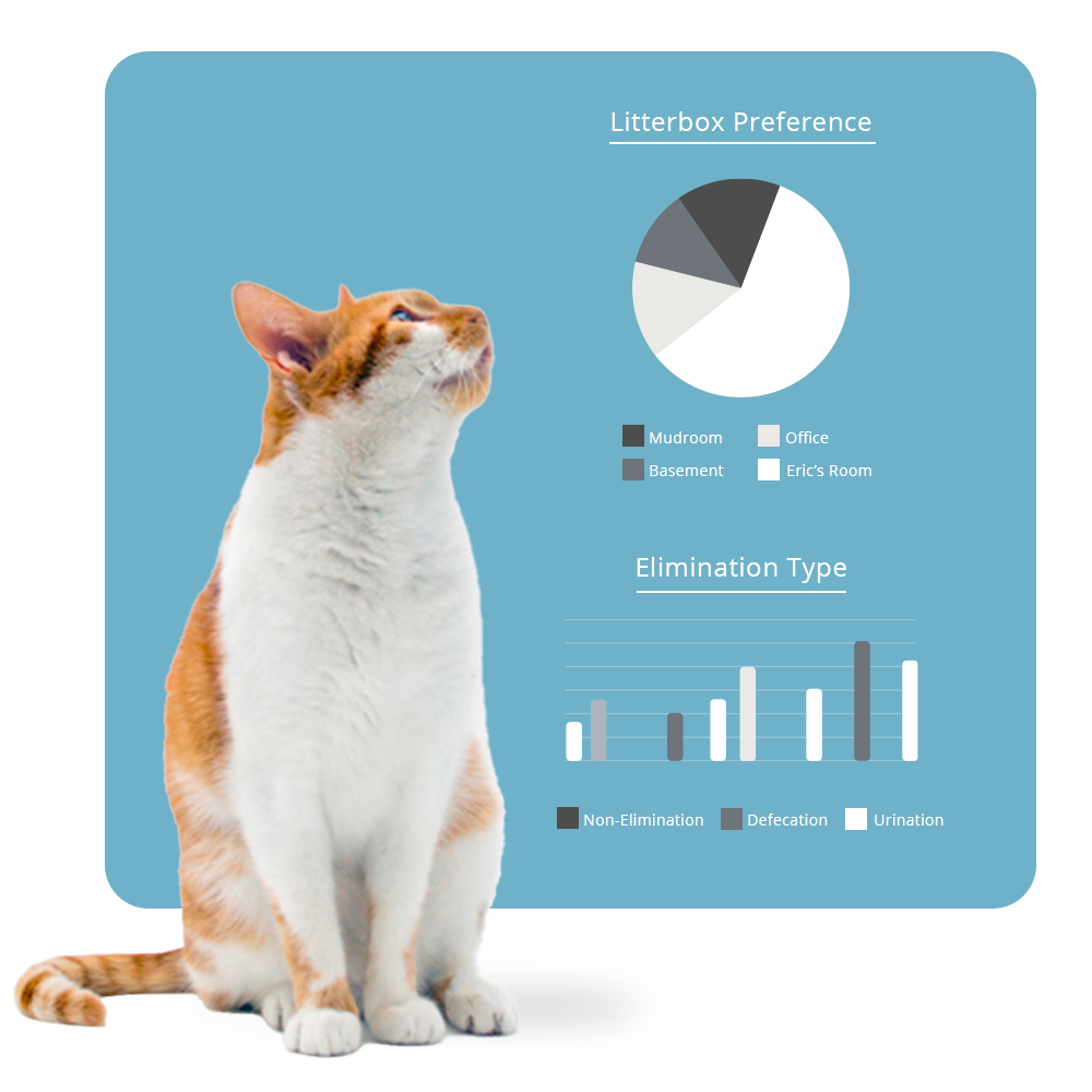 cat standing in front of sample Petivity report