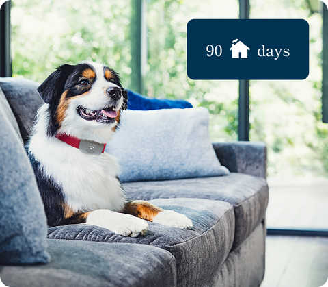 Dog with a red collar sitting on a gray couch indoors near a window with an overlay showing "90 days" and a house icon
