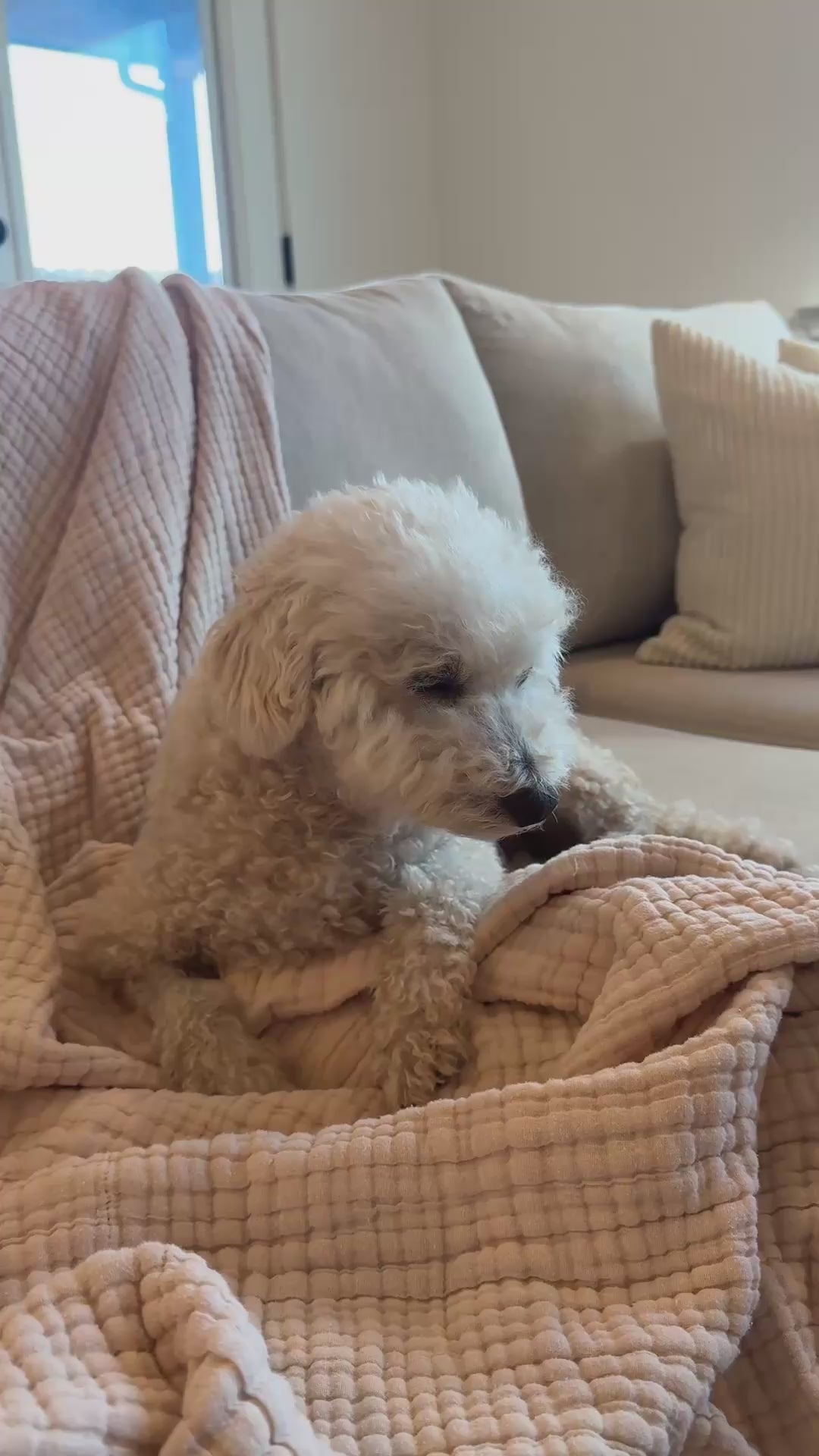 Video thumbnail: At Home Oral Pet Health Test | Hannah L.