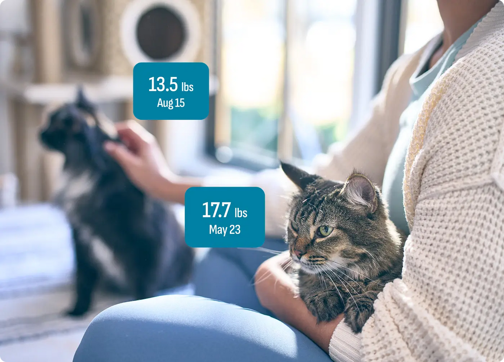 person holding two cats with text showing one cat was 13.5lbs on Aug 15 and the other 17.7lbs on May 23