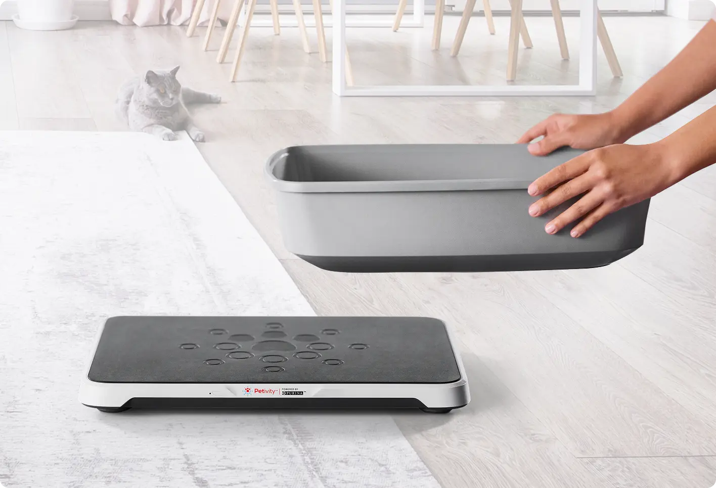 person placing a litter box on top of the petivity smart litter box monitor. a cat lies in the background.