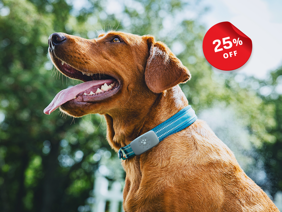 The Petivity GPS dog tracker device. A red '25% OFF' sticker is in the top right corner.